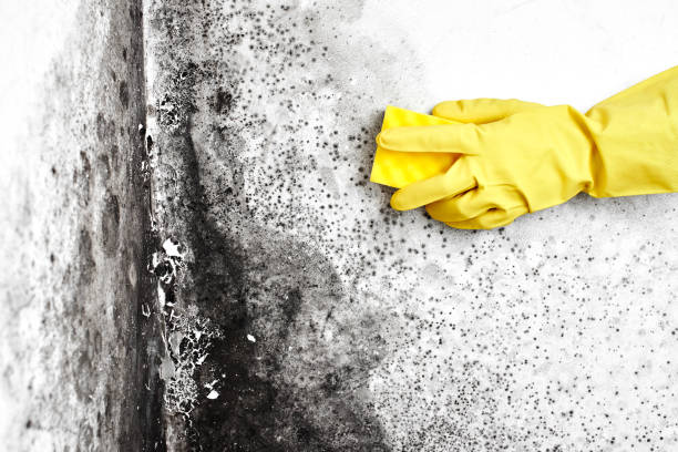 Professional Mold Removal in Montvale, NJ