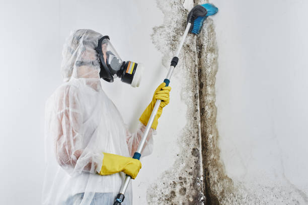 Certified Mold Removal in Montvale, NJ