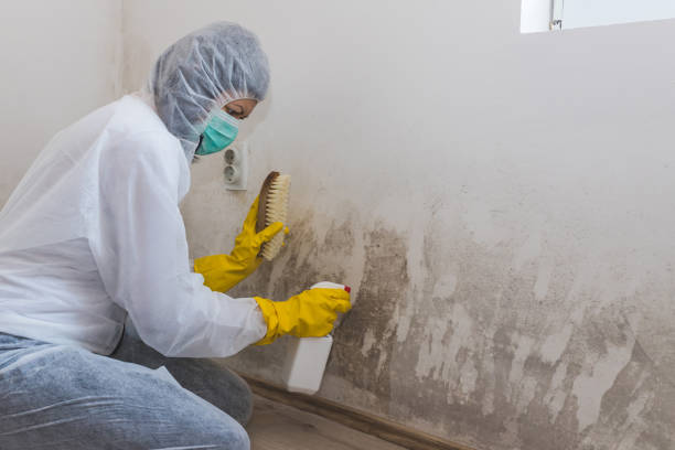 Mold Removal Process in Montvale, NJ