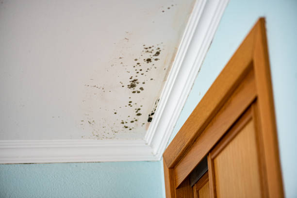 Best Mold Removal Company Near Me  in Montvale, NJ