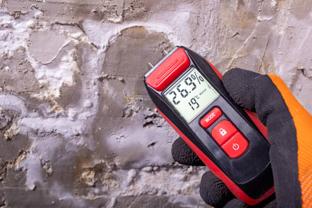 Best Mold Damage Repair  in Montvale, NJ