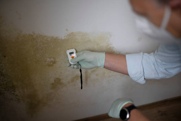 Best Office Mold Removal Services  in Montvale, NJ