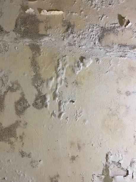 Best Commercial Mold Removal  in Montvale, NJ