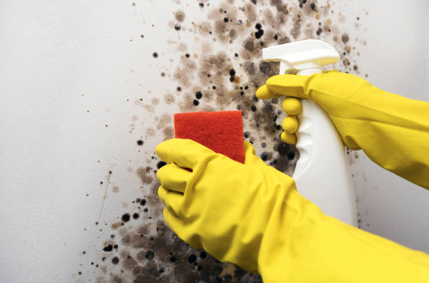 Best Mold Testing  in Montvale, NJ
