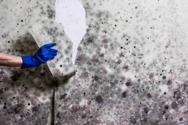 Best Water Damage Restoration  in Montvale, NJ